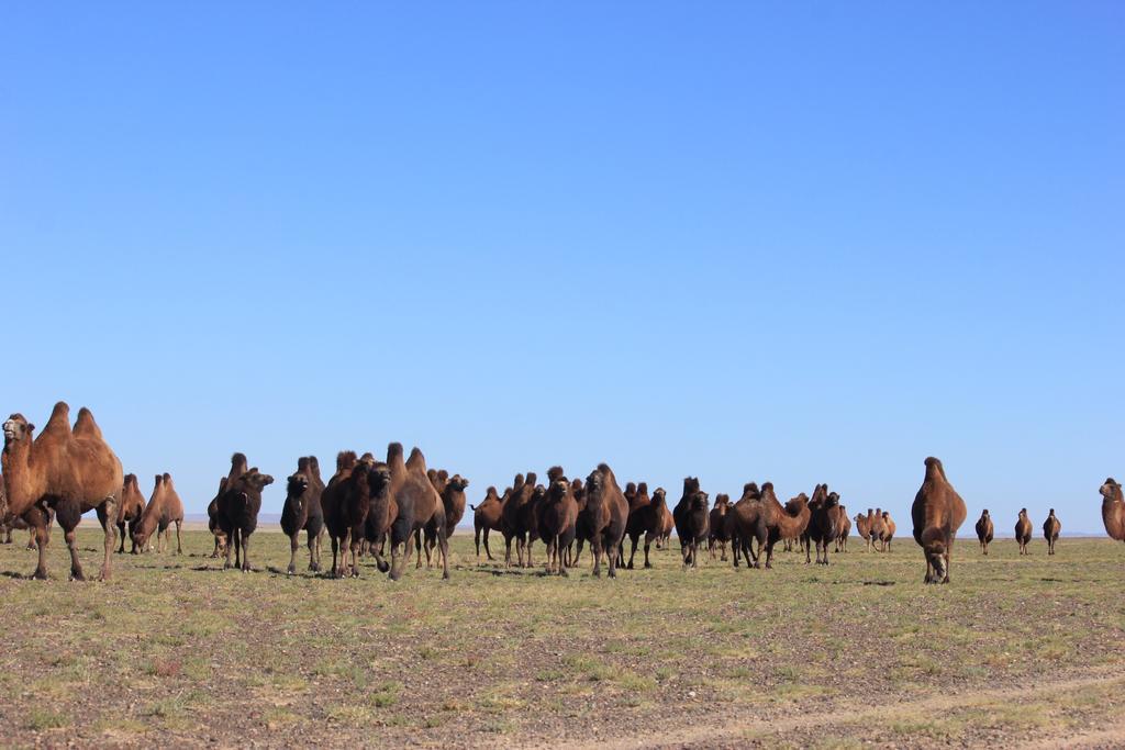 Апартаменты Mongolian Vision Tours Улан-Батор Экстерьер фото